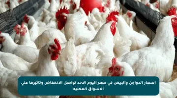 أسعار الدواجن والبيض في مصر اليوم الأحد تواصل الانخفاض وتأثيرها على الأسواق المحلية